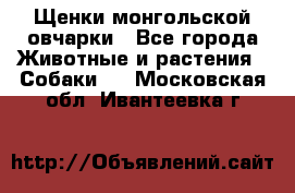 Щенки монгольской овчарки - Все города Животные и растения » Собаки   . Московская обл.,Ивантеевка г.